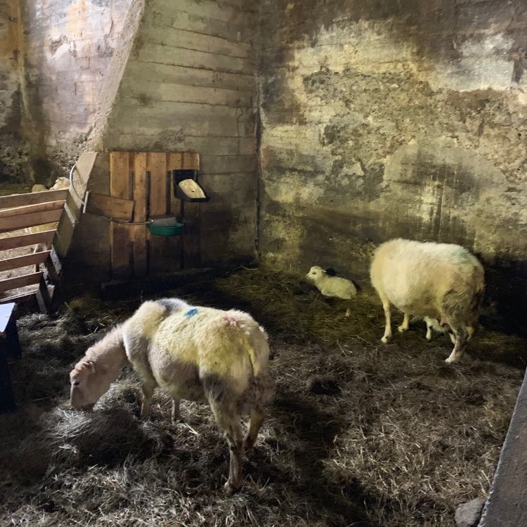 60696242_301064404174771_8376937968266379264_n