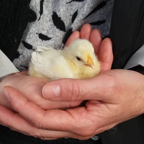 60946233_2100976696673734_4326046851879927808_n