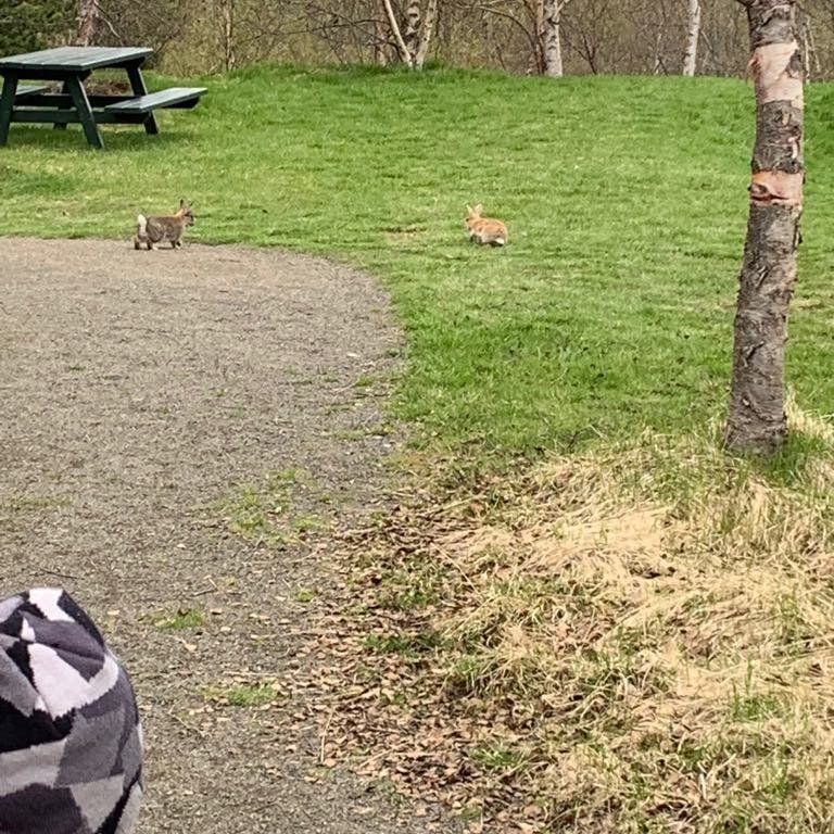 59996710_376699269604351_6711855086923939840_n